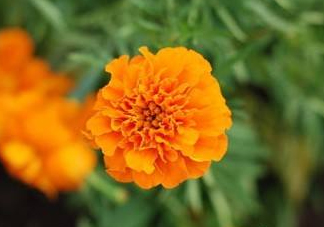 近視和葉黃素缺乏有關(guān)？盤點葉黃素的重要性
