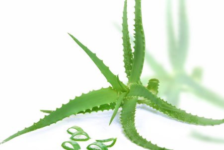 蘆薈泡酒能治腳氣嗎？蘆薈膠主要是細(xì)菌殺毒