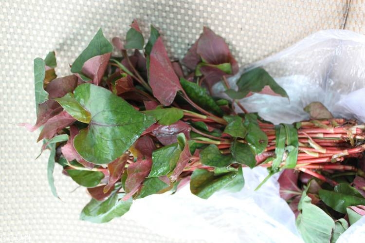 哪些中草藥可以當(dāng)菜吃？最常見的是這三種