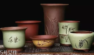 什么花不能放臥室養(yǎng)？含羞草誤食會脫發(fā)