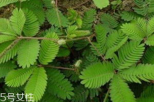 什么花不能放臥室養(yǎng)？含羞草誤食會脫發(fā)
