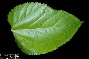 桑葉茶哪些人不能喝？過多飲用傷脾胃傷腎