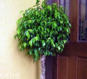 養(yǎng)花有哪些益處？節(jié)約藥費(fèi)不止一點(diǎn)點(diǎn)