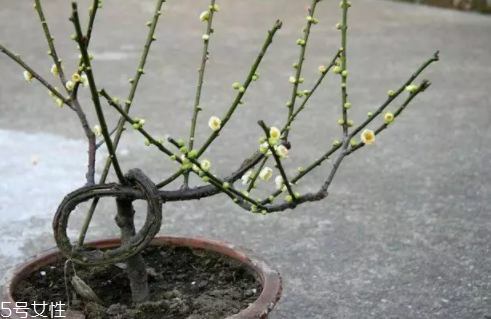 養(yǎng)花有哪些益處？節(jié)約藥費(fèi)不止一點(diǎn)點(diǎn)