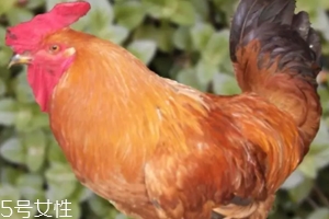 雞內(nèi)金有哪些功效？消除結(jié)石的一把好手
