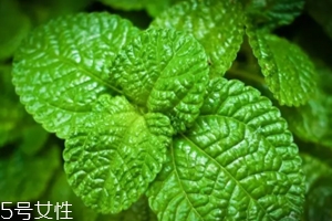 養(yǎng)花有哪些益處？節(jié)約藥費(fèi)不止一點(diǎn)點(diǎn)