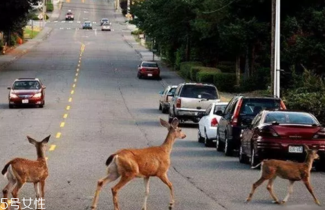 開車前為什么要拍拍車蓋？預(yù)防傷害流浪小動物
