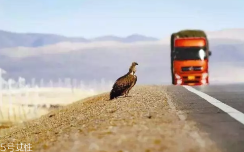 開車前為什么要拍拍車蓋？預(yù)防傷害流浪小動物
