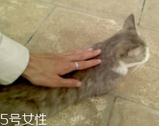 開車前為什么要拍拍車蓋？預(yù)防傷害流浪小動物