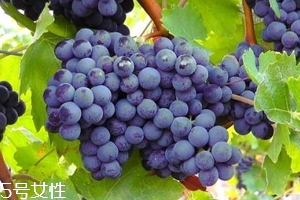 葡萄籽補(bǔ)劑要不要買？不如早睡早起