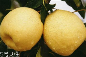 梨子是熱性還是涼性水果？腸胃不好不能吃梨