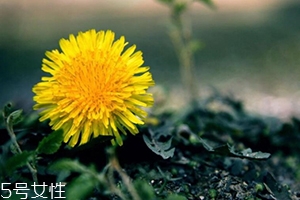 蒲公英茶能減肥嗎？要這樣搭配