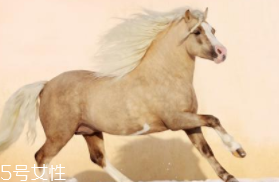 馬油是萬(wàn)能的嗎？接近人體脂肪也并不萬(wàn)能