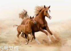 馬油是萬(wàn)能的嗎？接近人體脂肪也并不萬(wàn)能