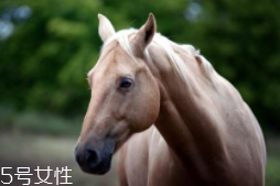 馬油是萬(wàn)能的嗎？接近人體脂肪也并不萬(wàn)能