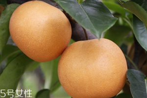 梨子里面發(fā)黑還能吃嗎？影響梨子的保存時間