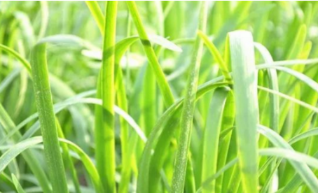 吃韭菜燒心怎么緩解？韭菜吃多了燒心