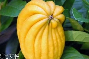 佛手柑是什么味道？佛手柑味道非常好聞
