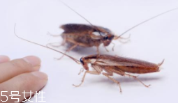 蟑螂究竟有多臟？傳播蛔蟲卵等多種病菌