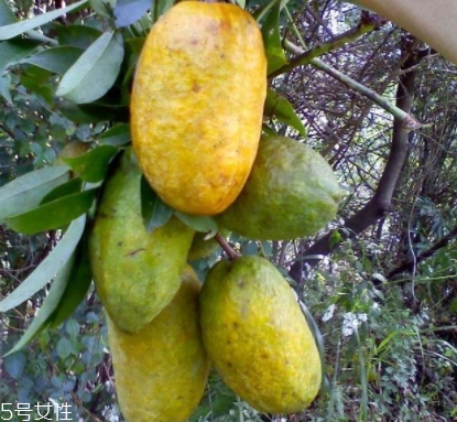 牛卵坨孕婦可以吃嗎？看屬于什么懷孕階段