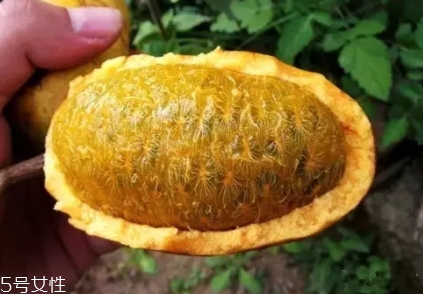 牛卵坨籽可以吃嗎？看看它的神奇功效