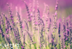 薰衣草精油能防曬嗎？能隔離紫外線