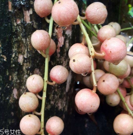 木奶果多少錢一斤？居然高達幾十元一斤