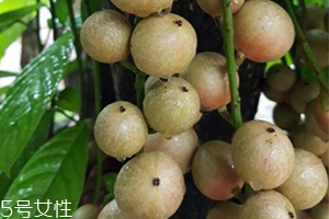 木奶果好吃嗎？木奶果密密麻麻好吃到爆