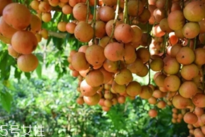 木奶果怎么吃？皮可以吃嗎