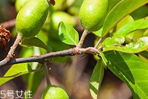 多依果多少錢一斤？