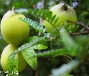 多依果多少錢一斤？