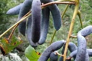 貓屎瓜能吃嗎？其貌不揚(yáng)的水果