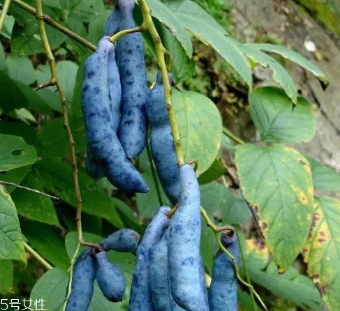 貓屎瓜能吃嗎？其貌不揚(yáng)的水果