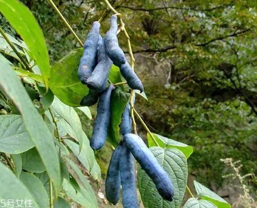 貓屎瓜能吃嗎？其貌不揚(yáng)的水果
