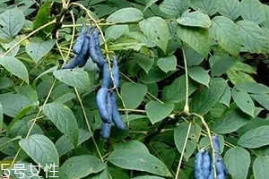 貓屎瓜的籽能吃嗎？