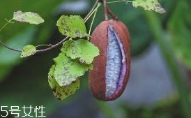 八月炸和貓屎瓜是一種水果嗎？了解它們的區(qū)別