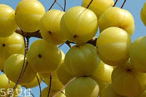 余甘子怎么吃？腌制風(fēng)味最佳