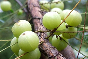 余甘子多少錢一斤？余甘果報(bào)價(jià)