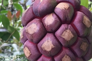 布福娜多少錢一斤？長(zhǎng)相奇特的水果