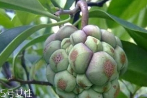布福娜怎么吃？形狀像惡魔果實