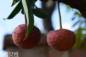 雞嗉子果怎么吃？雞嗉子果的功效和作用