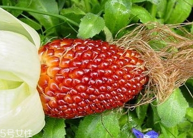 草莓玉米多少錢一斤？酷似草莓的玉米