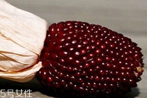 草莓玉米怎么吃？觀賞和食用雙重價(jià)值