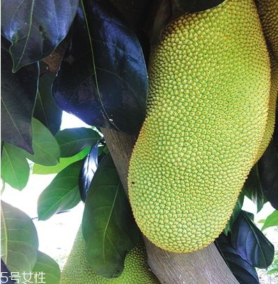 榴蓮蜜多少錢一斤？十幾塊錢左右波動