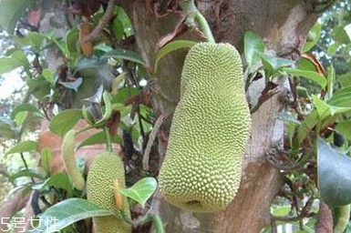 尖蜜拉是菠蘿蜜嗎？多少錢一斤