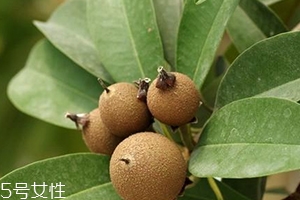 人心果多少錢一斤？稀有水果價(jià)格高