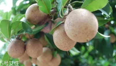 人心果多少錢一斤？稀有水果價(jià)格高