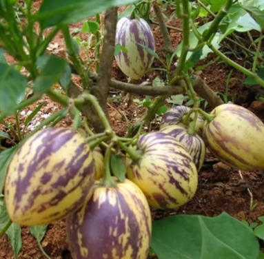 香瓜茄多少錢一斤？香瓜茄種子哪里買