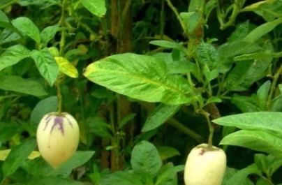 香瓜茄多少錢一斤？香瓜茄種子哪里買