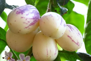 香瓜茄多少錢一斤？香瓜茄種子哪里買